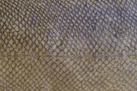 Lachsleder - Salmo-Leather