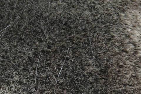 Lammfelle - Bild: 9043